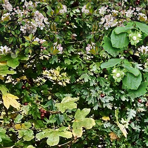 Native Hedging Species ECO Screen